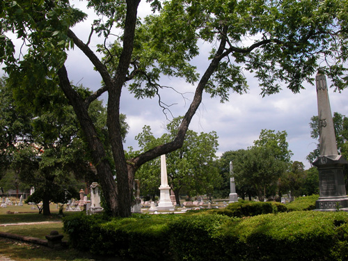 Governor Hogg Pecan-recent